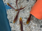 Valenciennea bella M