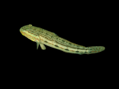 Valenciennea longipinnis 4-5 cm
