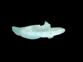 Valenciennea muralis 8-12 cm