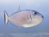 Xanthichthys auromarginatus 6-8cm