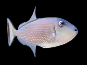 Xanthichthys auromarginatus Femelle 8-12 cm