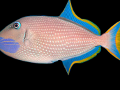 Xanthichthys auromarginatus M&acirc;le 8-10cm