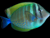 Zebrasoma desjardinii Adult 10-12 cm