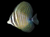 Zebrasoma desjardinii M