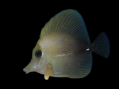 Zebrasoma scopas 4-6 cm