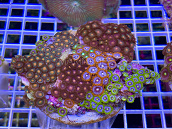 Zoanthus spp garden mix 07
