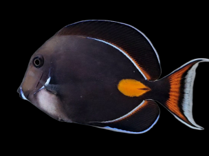 Acanthurus achilles 8-10cm