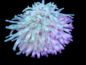 Condylactis gigantea M - Couleurs assorties