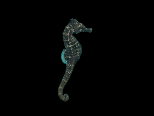 Hippocampus erectus black 8-10cm
