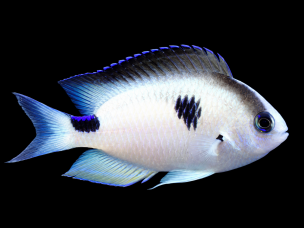Pomacentrus vatosoa 5-7cm