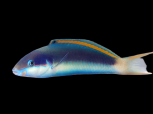 Thalassoma genivittatum 8-12cm