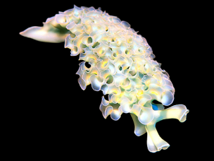 Tridachia crispata - Limace contre les filamenteuses
