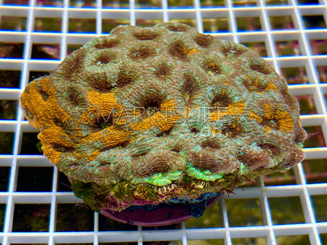 Acanthastrea echinata Golden Mosaic