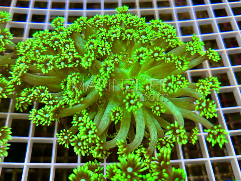 Goniopora stokesi Green fusion 03