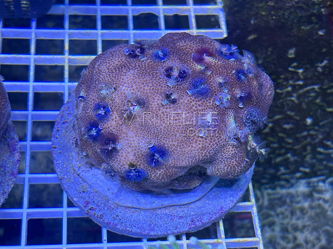 Porites spp avec Spirobranchus color&eacute;s 02