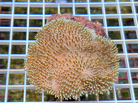 Sarcophyton ehrenbergi 01