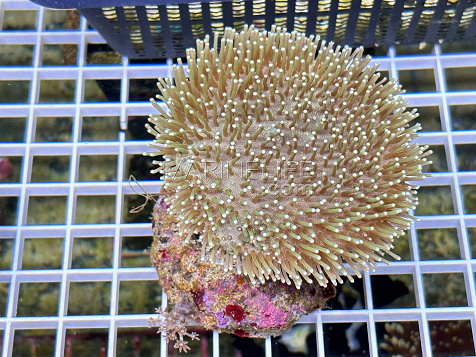 Sarcophyton ehrenbergi 02