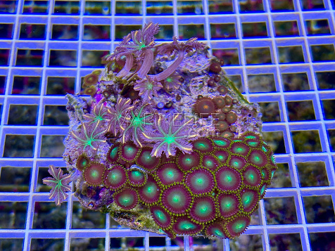Zoanthus spp garden mix 09