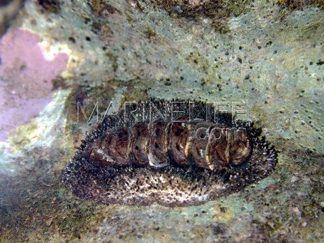Acanthopleura gemmata