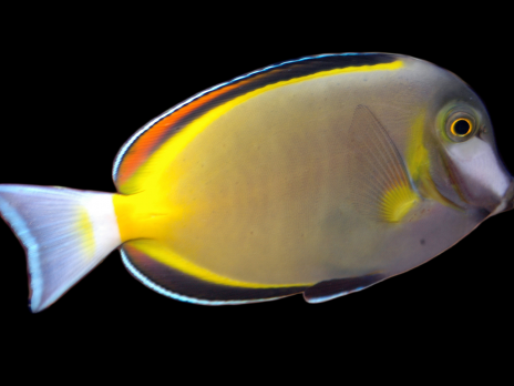 Acanthurus japonicus 6-8cm