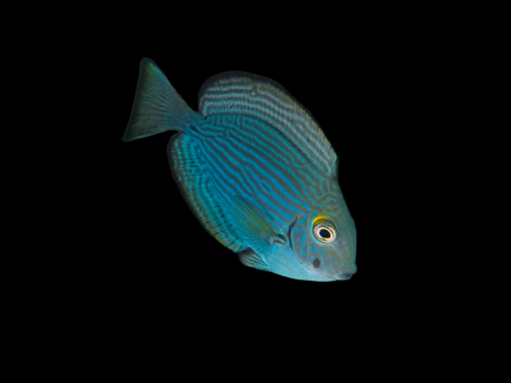 Acanthurus mata 8-12 cm