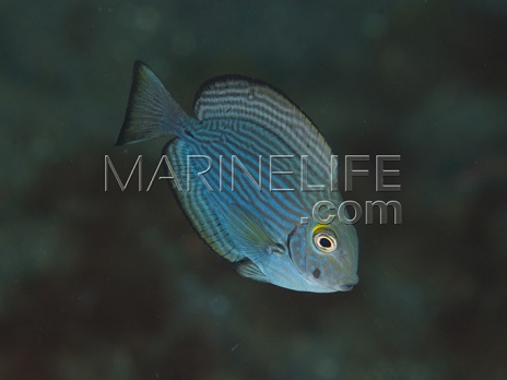 Acanthurus mata Juv&eacute;nile