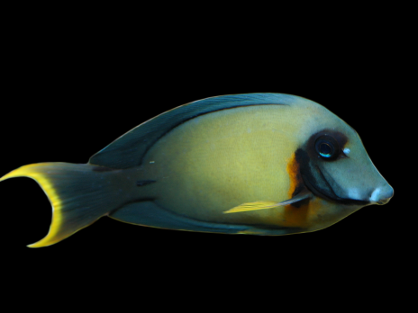 Acanthurus pyroferus Adulte 5-8 cm
