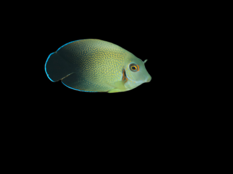 Acanthurus pyroferus Juv&eacute;nile 6-8 cm