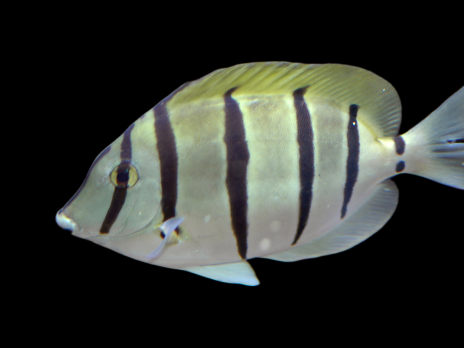 Acanthurus triostegus 5-8 cm