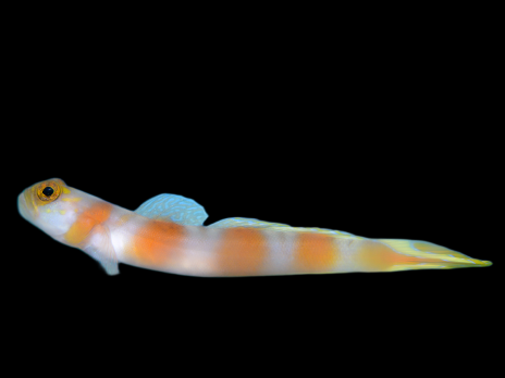 Amblyeleotris yanoi 3-4cm