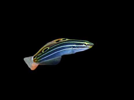 Amblygobius hectori 3-5cm