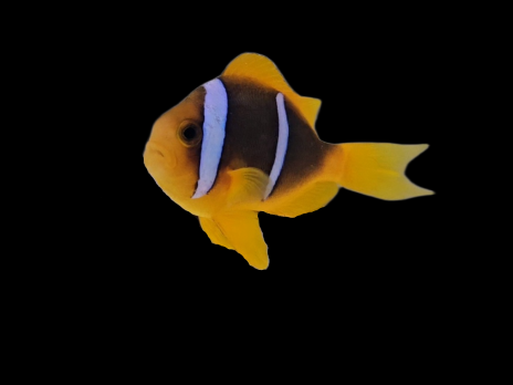 Amphiprion chrysopterus 4-6cm