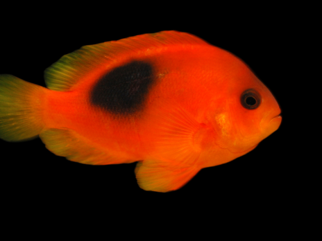 Amphiprion ephippium 4-5 cm
