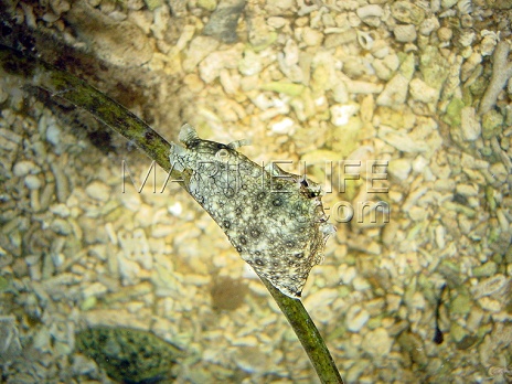 Aplysia spp.