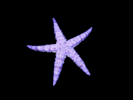 Archaster typicus 6-10 cm