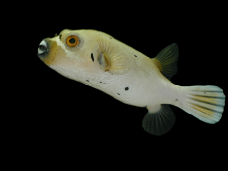Arothron nigropunctatus 10-15 cm