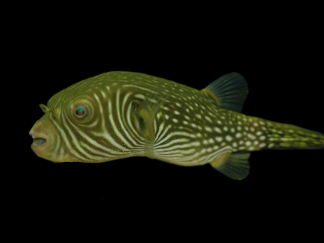 Arothron reticularis <10 cm
