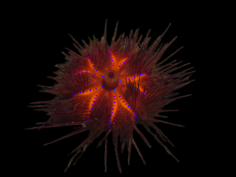 Astropyga radiata S 3-4 cm