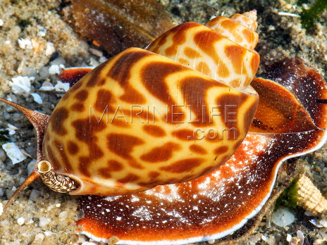 Babylonia sp.