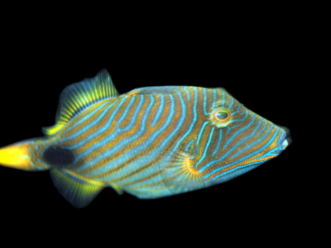 Balistapus undulatus 8-12 cm