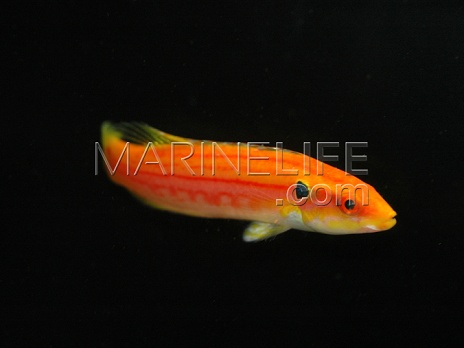 Bodianus bimaculatus