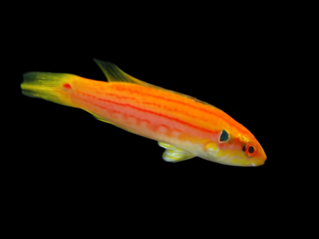 Bodianus bimaculatus M