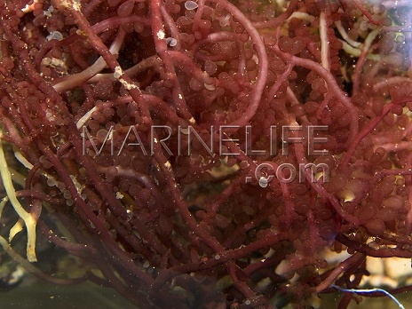 Botryocladia sp.
