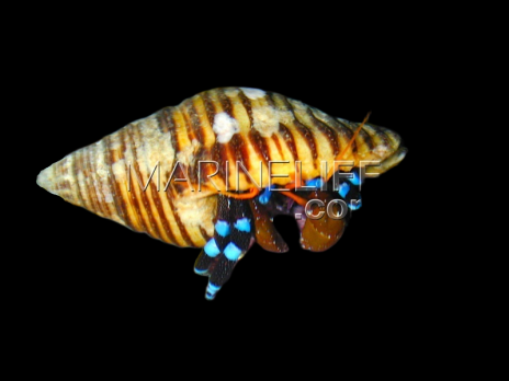 Calcinus elegans 2-3cm