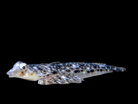 Callionymus enneatics 3-4 cm