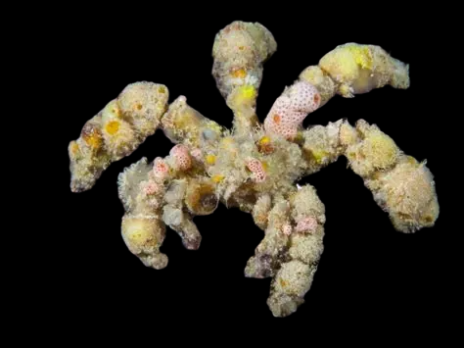 Camposcia retusa 6-10 cm