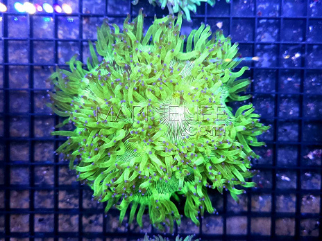 Catalaphyllia jardinei Neon Emerald
