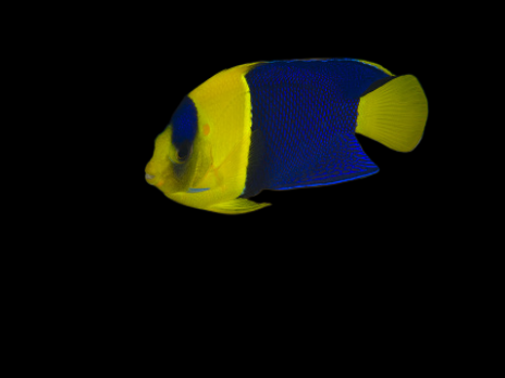 Centropyge bicolor 3-5cm