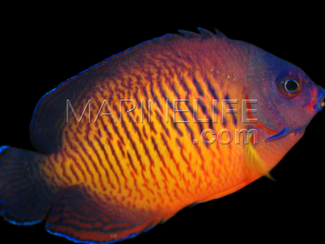 Centropyge bispinosa 5-6cm