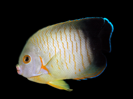 Centropyge eibli 3-5 cm